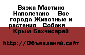 Вязка Мастино Наполетано  - Все города Животные и растения » Собаки   . Крым,Бахчисарай